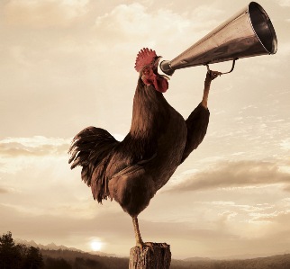 goodmorning-rooster-crowing.jpg